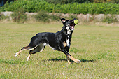 DOG 01 NR0112 01
German Shepherd Fetching Tennis Ball On Grass