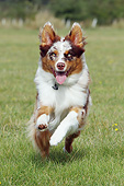 DOG 01 NR0113 01
Portrait Of Australian Shepherd Running Through Grass