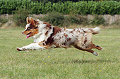 DOG 01 NR0114 01
Portrait Of Australian Shepherd Running Through Grass