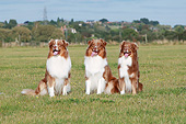 DOG 01 NR0115 01
Three Australian Shepherds Sitting On Grass