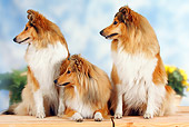 DOG 01 PE0005 01
Shetland Sheepdogs Sitting On Porch