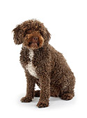 DOG 01 PE0007 01
Spanish Water Dog Sitting On White Seamless