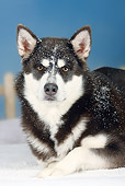 DOG 01 PE0010 01
Close-Up Of Alaskan Malamute Laying In Snow