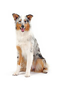 DOG 01 PE0019 01
Australian Shepherd Sitting On White Seamless