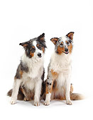 DOG 01 PE0020 01
Two Australian Shepherds Sitting On White Seamless