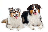 DOG 01 PE0021 01
Two Australian Shepherds Laying On White Seamless