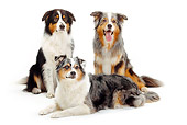 DOG 01 PE0022 01
Three Australian Shepherds On White Seamless