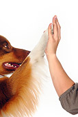 DOG 01 PE0026 01
Australian Shepherd High-Fiving Human On White Seamless