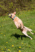 DOG 01 RD0031 01
Australian Cattle Dog Catching Tennis Ball On Grass