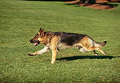 DOG 01 RK0020 02
German Shepherd Running On Grass