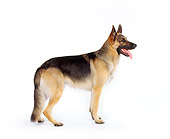 DOG 01 RK0034 06
Profile Shot Of German Shepherd Standing On White Seamless Studio