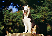 DOG 01 RK0036 01
Australian Shepherd Sitting On Drinking Fountain At Park