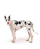 DOG 01 RK0078 03
Harlequin Great Dane Standing On White Seamless Background
