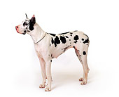 DOG 01 RK0078 22
Harlequin Great Dane Standing On White Seamless Background