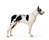 DOG 01 RK0078 24
Harlequin Great Dane Standing On White Seamless Background