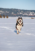 DOG 01 RK0098 01
Alaskan Malamute Running On Snow