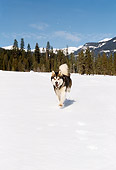 DOG 01 RK0102 06
Alaskan Malamute Running on Snow