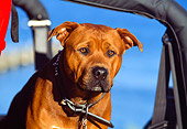 DOG 01 RK0142 04
Head Shot Of Mixed Breed Boxer Sitting In Car