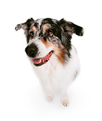 DOG 01 RK0177 04
Wide Angle Of Australian Shepherd On White Seamless