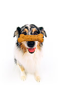 DOG 01 RK0178 04
Wide Angle Of Australian Shepherd Sitting With Bone On Nose White Seamless