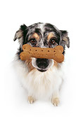DOG 01 RK0178 07
Wide Angle Of Australian Shepherd Sitting With Bone On Nose White Seamless