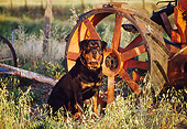 DOG 01 RK0193 02
Rottweiler Sitting By Wagon Wheel