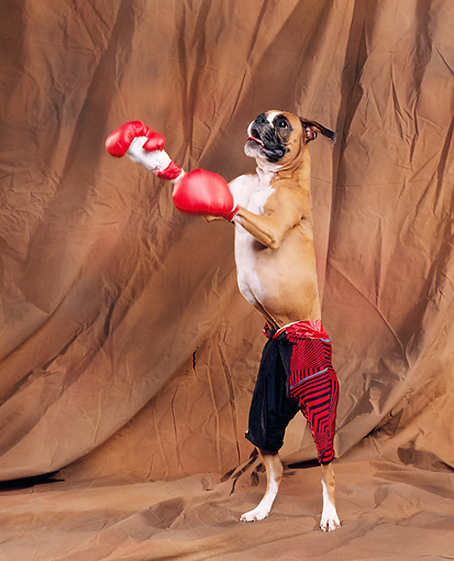 Dog Boxing Gloves