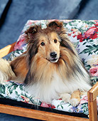 DOG 01 RK0208 03
Head Shot Of Shetland Sheepdog Laying On Floral Chair