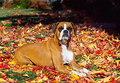 DOG 01 RK0216 05
Boxer Laying On Fall Colored Leaves