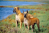 DOG 01 RK0260 01
Great Danes Standing On Marsh
