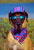 DOG 01 RK0288 09
Humorous Head Shot Of Great Dane Sitting Wearing Sunglasses Hat And Bandana At Baylands