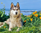 DOG 01 RK0290 01
Siberian Husky Laying By Yellow Flowers And Grass By Ocean