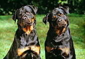 DOG 01 RK0325 12
Close Up Of Two Rottweilers Sitting On Grass Facing Camera