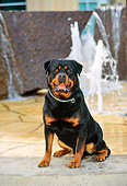 DOG 01 RK0354 01
Rottweiler Sitting By Water Fountain