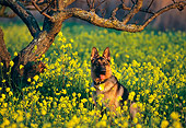 DOG 01 RK0461 08
German Shepherd Sitting In Yellow Flower Field By Tree Facing Camera
