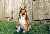 DOG 01 RK0525 03
Rough Collie Sitting On Grass Facing Camera