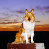 DOG 01 RK0647 01
Collie Sitting and Facing Camera On Cement Block Sunset Background