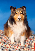 DOG 01 RK0670 04
Collie Laying On Blanket Facing Camera