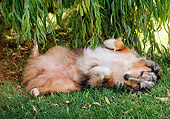 DOG 01 RK0695 02
Australian Shepherd Laying On Back On Grass Under Tree