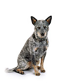 DOG 01 RK0702 06
Australian Cattle Dog Sitting On White Seamless