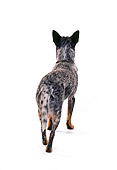 DOG 01 RK0707 02
Australian Cattle Dog Standing Rear Shot On White Seamless