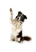 DOG 01 RK0712 01
Border Collie Sitting On Hind Legs On White Seamless Studio