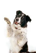DOG 01 RK0712 03
Border Collie Sitting On Hind Legs On White Seamless Studio