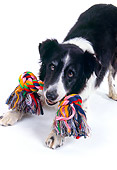 DOG 01 RK0714 07
Border Collie Standing With Toy In Mouth White Seamless
