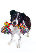 DOG 01 RK0714 09
Border Collie Standing With Toy In Mouth White Seamless
