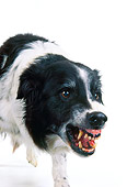 DOG 01 RK0715 06
Border Collie Growling Teeth Showing On White Seamless Studio