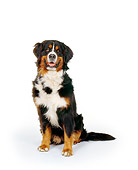 DOG 01 RK0720 04
Bernese Mountain Dog Sitting On White Seamless Studio