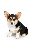 DOG 01 RK0723 03
Pembroke Welsh Corgi Sitting On White Seamless Studio