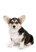 DOG 01 RK0723 04
Pembroke Welsh Corgi Sitting On White Seamless Studio
