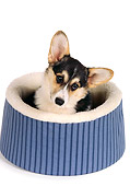 DOG 01 RK0725 05
Head Shot Of Black and Tan Pembroke Welsh Corgi
Laying In Dog Bed White Seamless